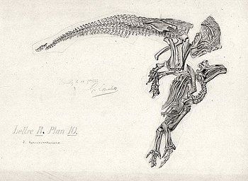 Рисунок ископаемых остатков Iguanodon bernissartensis, найденных в 1882