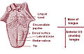 Geschematiseerde weergave van de gehele tong, waarop ook de tongamandelen zijn afgebeeld.