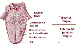 Tonsils: Anatomy, Definition & Function