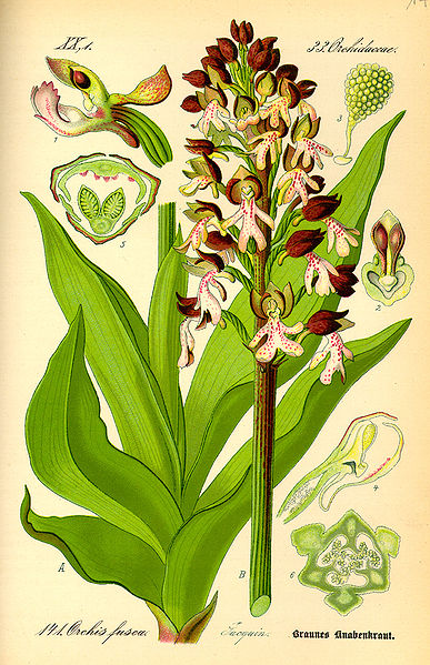 File:Illustration Orchis purpurea0.jpg