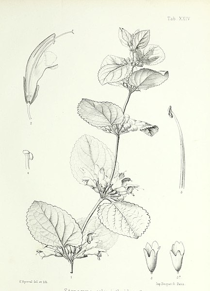 File:Illustrationes florae insularum Maris Pacifici (15752455459).jpg