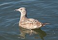 * Nomination Immature herring gull at Bush Terminal Park --Rhododendrites 22:02, 7 January 2021 (UTC) * Promotion Good quality. --Moroder 01:48, 13 January 2021 (UTC)