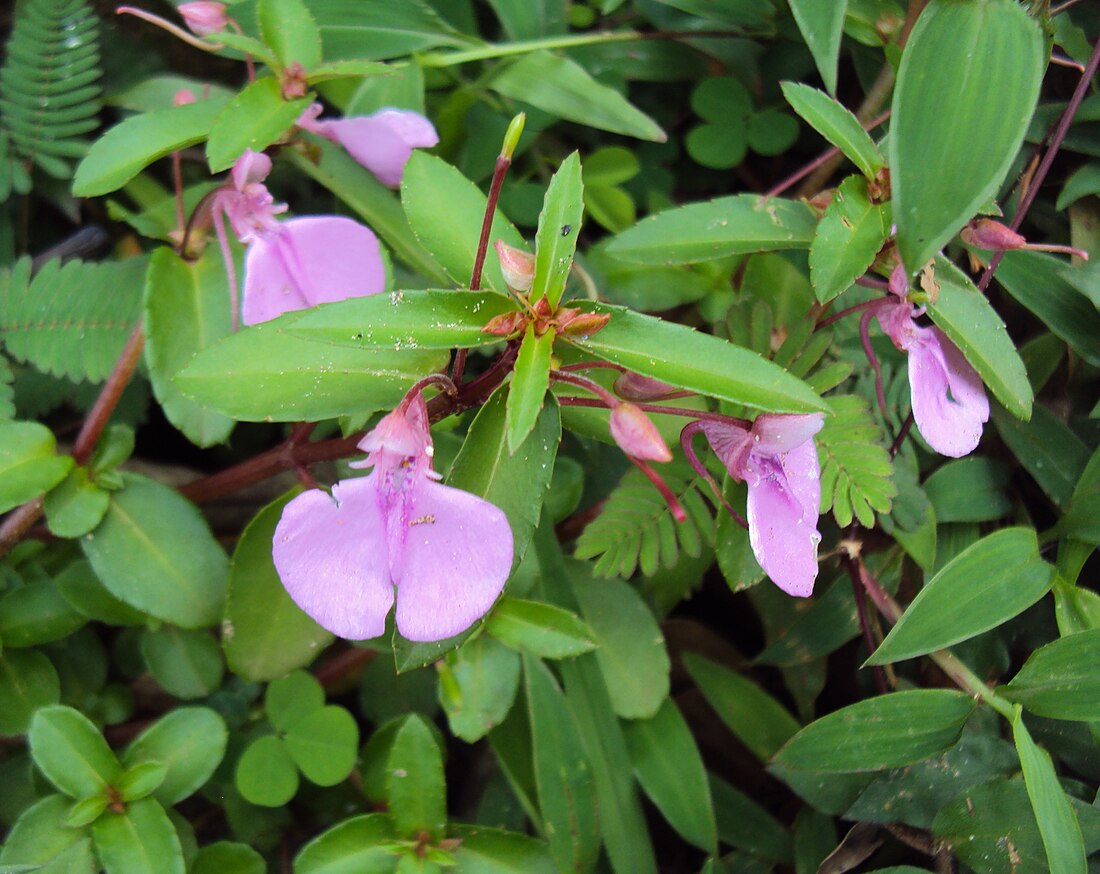 Impatiens diversifolia