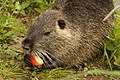 * Nomination Myocastor coypus in wild nature eating my apple --Sjokolade 07:35, 23 April 2013 (UTC) * Decline Focus on the head, not enough DOF, sorry --Poco a poco 19:04, 23 April 2013 (UTC)