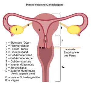 Gebärmutter: Anatomie, Schichten, Entwicklung