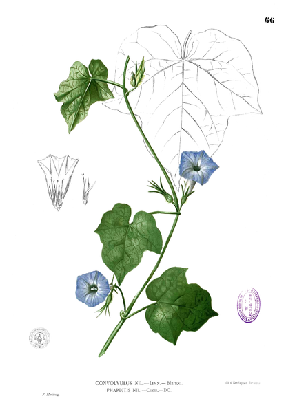 File:Ipomoea hederacea Blanco1.66.png