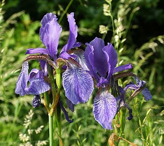 Iris sibirica 060603.jpg