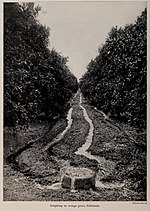 Thumbnail for File:Irrigating an orange grove, California, photo from The Encyclopedia of Food by Artemas Ward.jpg