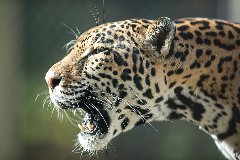 800px-Jaguar_Roaring_in_Profile_%2822312636723%29.jpg