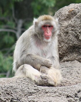 Macaco-japonês (Macaca fuscata)