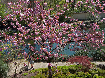 Japanischer Garten Kaiserslautern Wikiwand