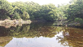 Jeju Dongbaek Dongsan Wetland.jpg