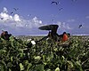 Seabirds on Johnston Atoll