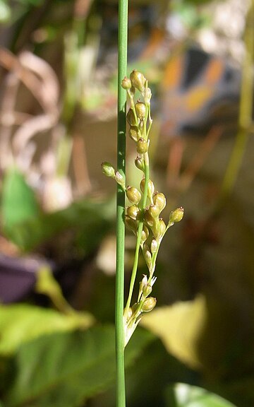 Juncus subsecundus