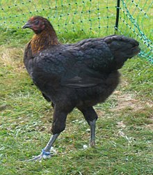 A hen, displaying the remarkably long legs Junge Henne, braunbrustig (seitlich) (cropped).JPG