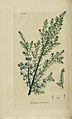 Juniperus communis, Common juniper (3543483554).jpg