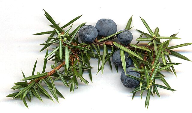 Juniper berries, here still attached to a branch, are actually modified conifer cones.