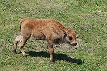 Calf Juraparc 06-07-2013 - Buffalo calf.jpg