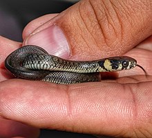 A juvenile grass snake. Juveniele Ringelnatter Natrix natrix auf den Langenwiesen S Grabener 25 08 2016.jpeg