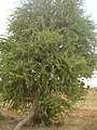 Kankeda (Rajasthani) shrub or small tree