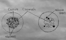 (Left Side) A karyosome with a capsule. (Right Side) A karyosome without a capsule. Karyosome.png