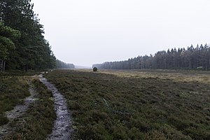 Kompedal Plantage: Dyreliv, Planter, Kompedallejren