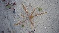 Jūrmalas kamieļzāle (Corispermum intermedium)