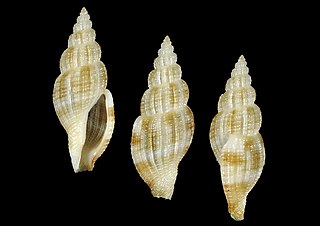 <i>Kuroshiodaphne</i> Genus of gastropods