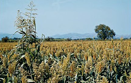 Vila-sacra (Alt Empordà), 4 d'agost de 1979