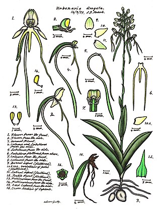 <i>Habenaria elongata</i> Species of orchid