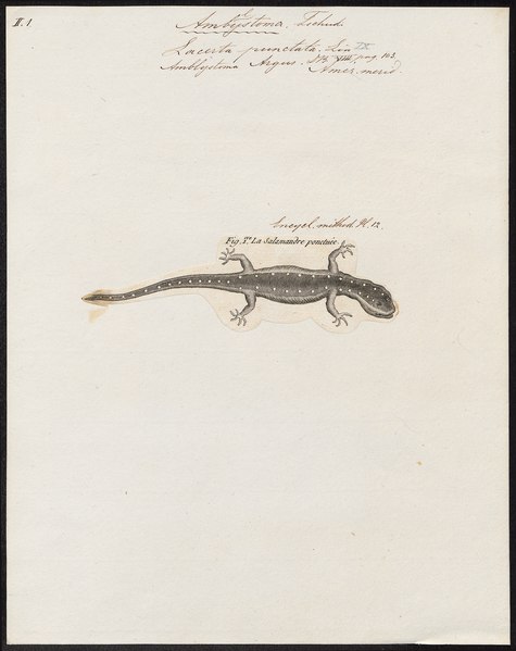 File:Lacerta punctata - 1700-1880 - Print - Iconographia Zoologica - Special Collections University of Amsterdam - UBA01 IZ11400161.tif