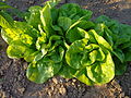 Lactuca sativa (ru:Латук посевной, или салат латук) (en:Lettuce) (de:Gartensalat) (lv:Dārza salāti)