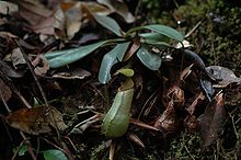 A young rosette plant Lambir Hills N. hispida 2.jpg