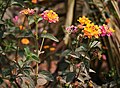 Lantana × strigocamara