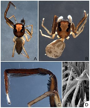 Beskrivelse af Lapsamita.maddisoni.Journal.pone.0056188.jpg-billedet.