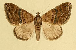 Larentia malvata