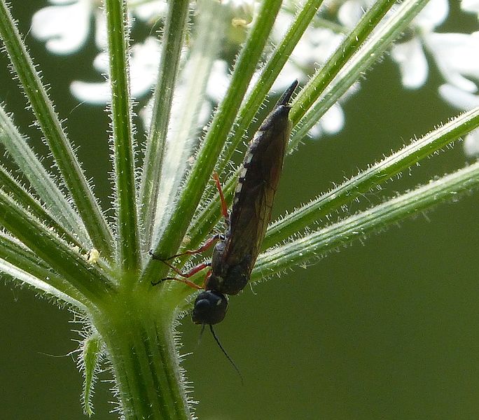 File:Large, Alder Wood -wasp. Xiphydria camelus - Flickr - gailhampshire.jpg