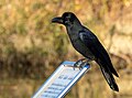 * Nomination Large-billed crow at Tennōji Park, Osaka, Japan. --Laitche 16:12, 8 February 2024 (UTC) * Promotion  Support Good quality. --XRay 19:34, 8 February 2024 (UTC)