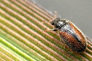 Laricobius erichsoni