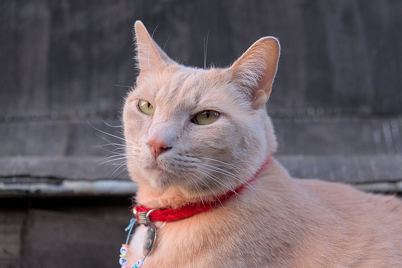 File:Larry the cat posing on the roof (DSCF7128).jpg