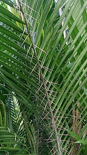 Thumbnail for File:Lata Palm (Bactris major) 2.jpg