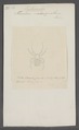 Latrodectus - Print - Iconographia Zoologica - Special Collections University of Amsterdam - UBAINV0274 068 04 0020.tif
