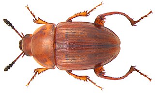 Leiodinae Subfamily of beetles