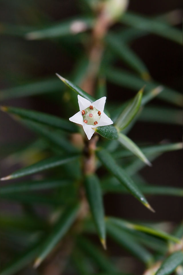 Leptecophylla oxycedrus - Wikipedia