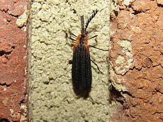 <i>Leptoceletes basalis</i> Species of beetle