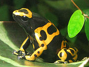 A small yellow-and-black frog on a leaf.