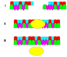 The image demonstrates how ligase (yellow oval) catalyzes two DNA fragment strands. The ligase joins the two fragments of DNA to form a longer strand of DNA by "pasting" them together. Ligase.svg