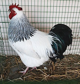 Gallo de Sussex blanco herminado negro