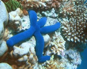 Linckia blue starfish