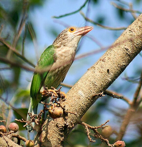 File:Lineated Barbet- on a Goolar fig (Ficus racemosa)- I IMG 5807.jpg